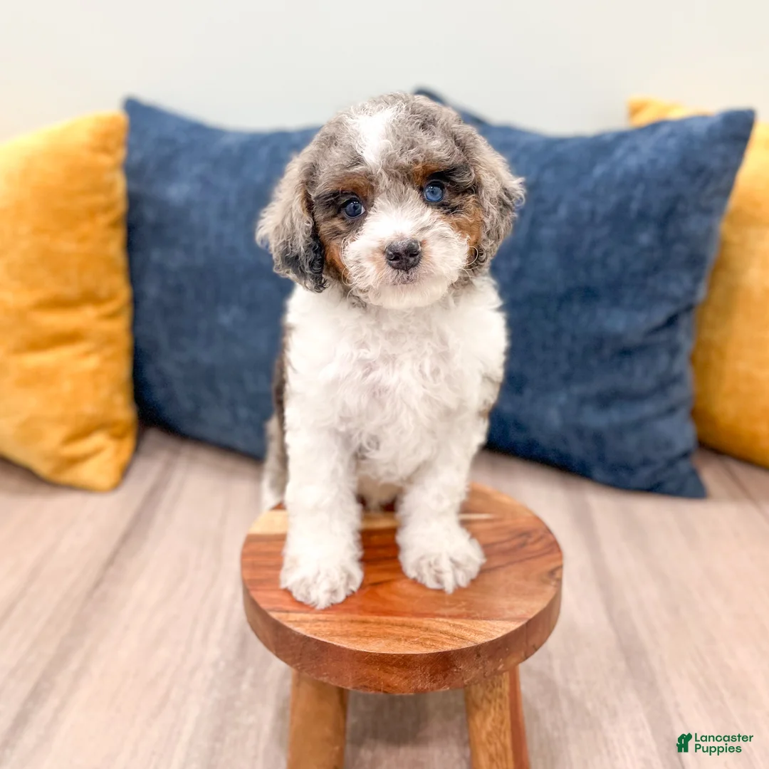 Cavapoo dogs for sale: Miles - Ad 2