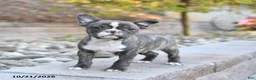 Frenchton dogs for sale: Jack  - Ad 3