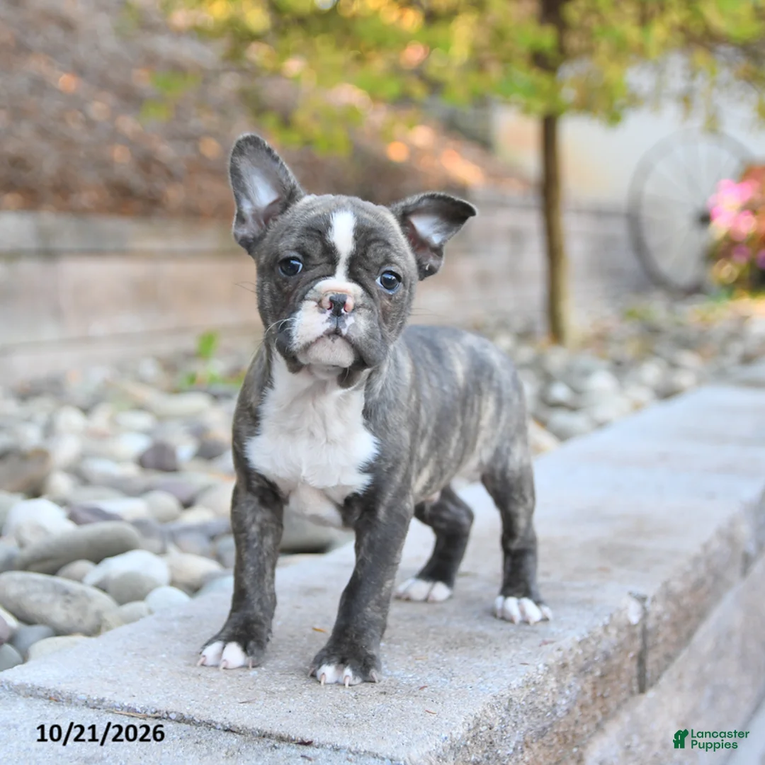 Frenchton dogs for sale: Jack  - Ad 3