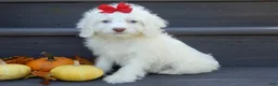 Cockapoo dogs for sale: Angel - Ad 5