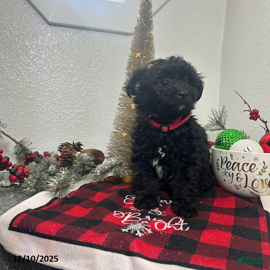 Mixed Breed dogs for sale: Bridget - Ad 5