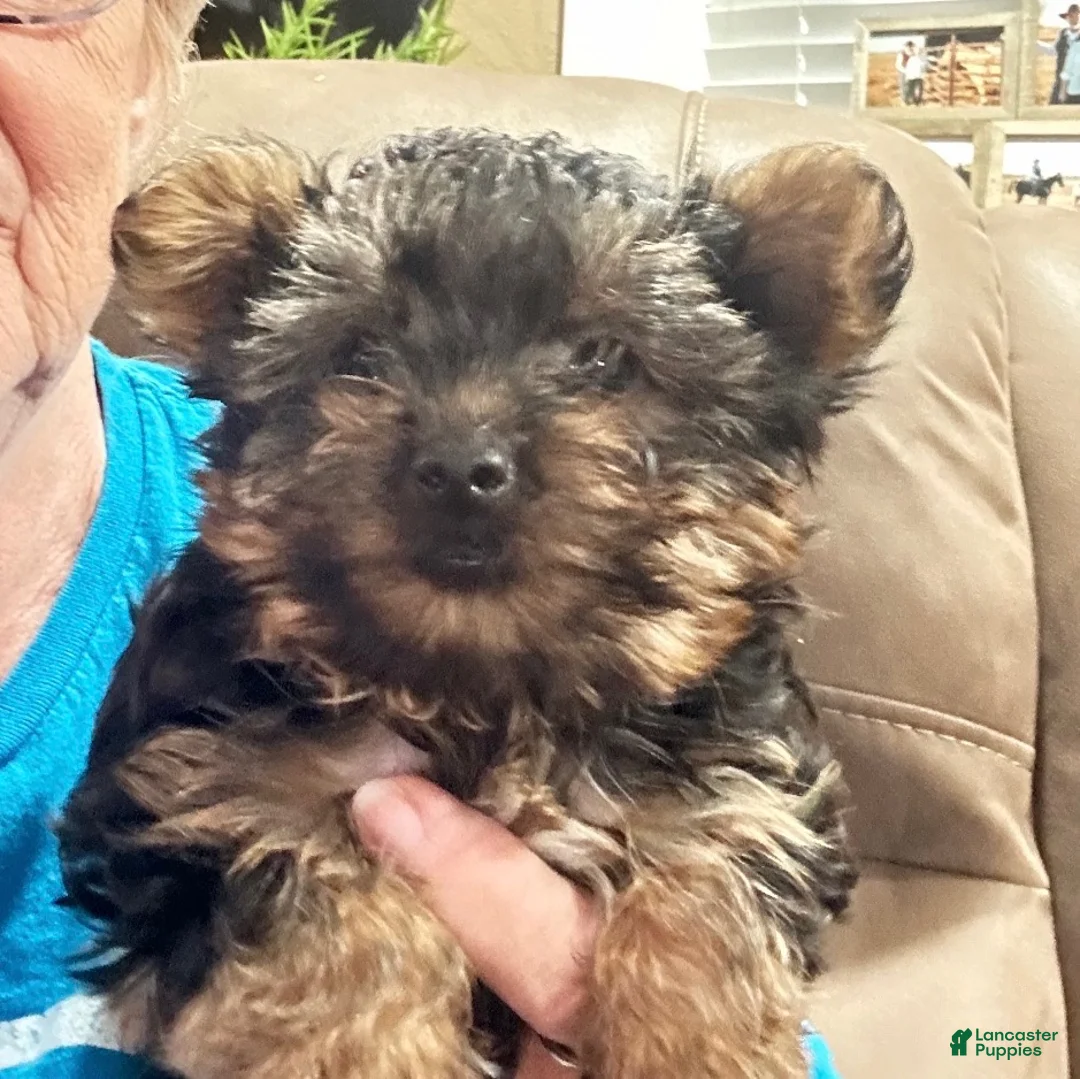 Yorkshire Terrier dogs for sale: Boy_1 - Ad 1