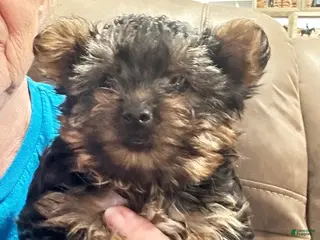Yorkiepoo dogs Boy_1 - Ad 3