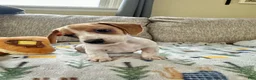 Miniature Dachshund dogs for sale: Coconut 🥥 - Ad 9