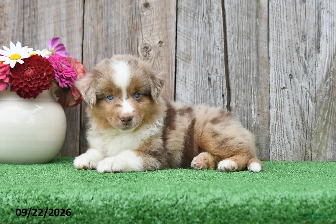 Miniature Australian Shepherd dogs for sale: Ripple - Ad 1
