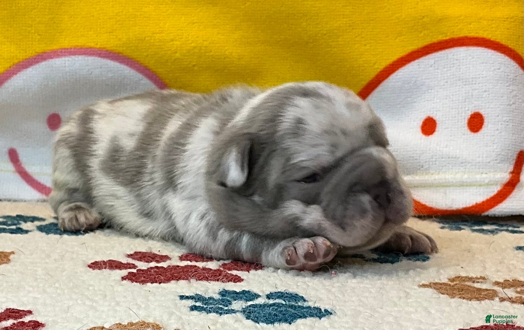 French Bulldog dogs for sale: Garmin - Ad 31