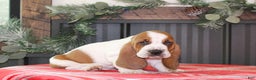 Basset Hound dogs for sale: Crinkle - Ad 2