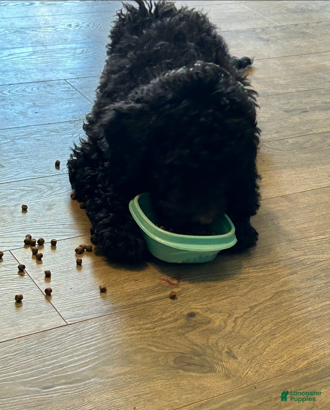 Mixed Breed dogs for sale: Duke - Ad 1