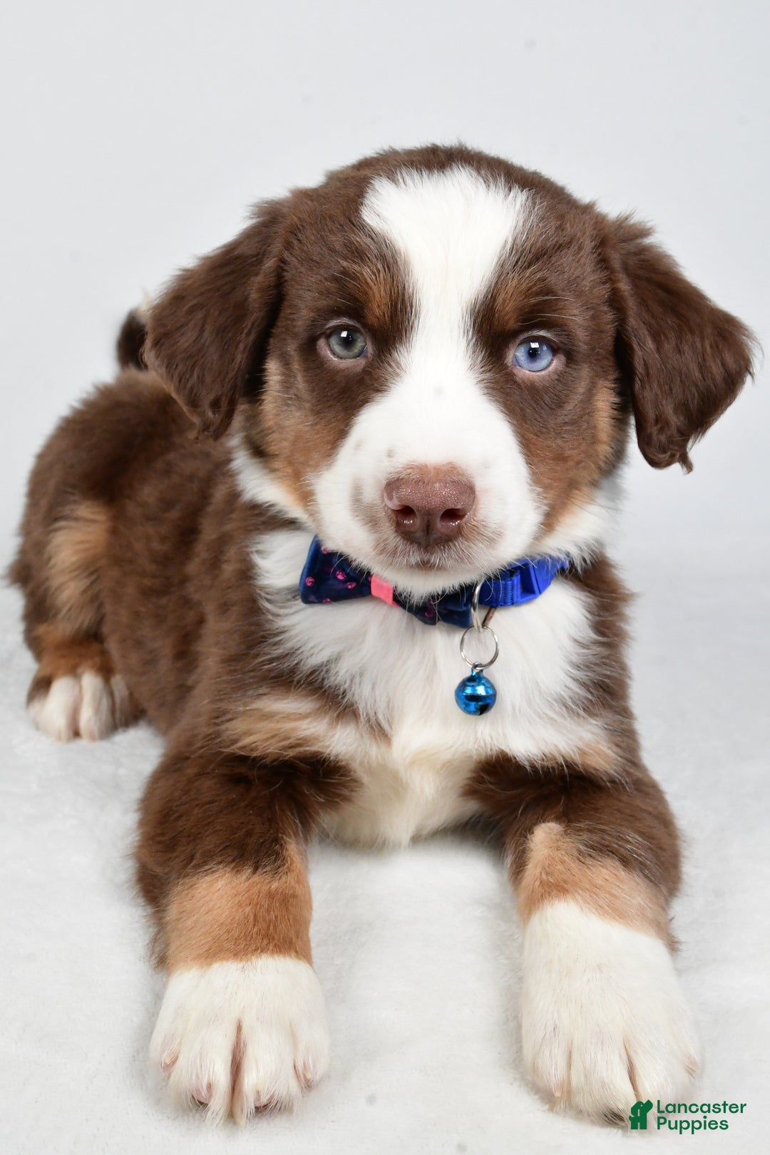 Miniature Australian Shepherd dogs for sale: Rusty - Ad 3
