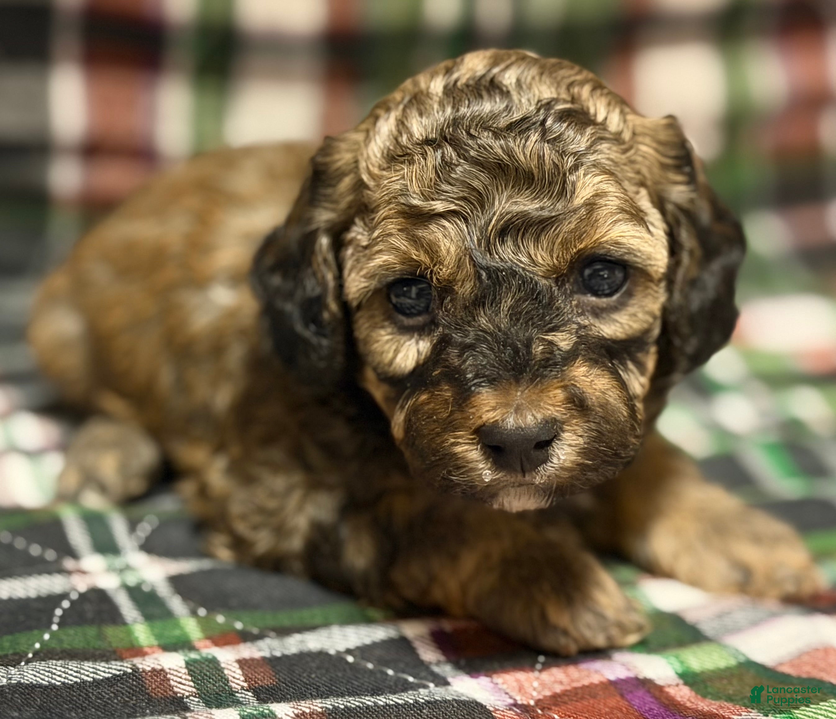 Toy Poodle dogs Rome  - Ad 1