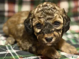 Toy Poodle dogs for sale: Rome - Ad 4