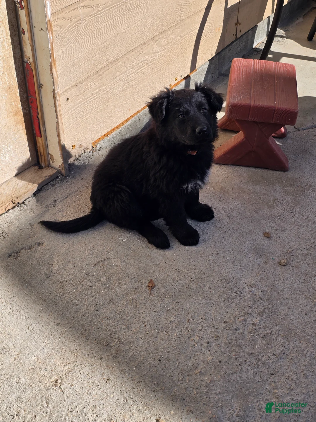 Mixed Breed dogs for sale: Mixed Breed Puppy 4 - Ad 1