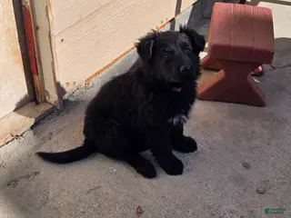 Mixed Breed dogs Mixed Breed Puppy 4 - Ad 16