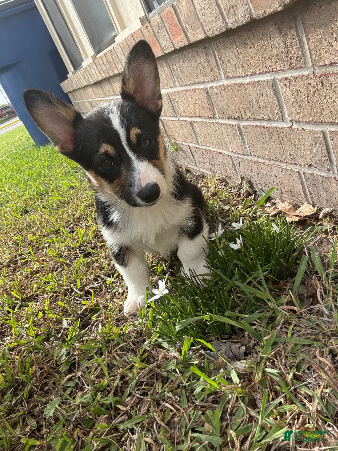 Mixed Breed dogs for sale: Auggie Male Merle - Ad 11