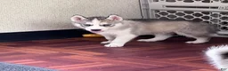 Siberian Husky dogs for sale: Indy AKC - Ad 4