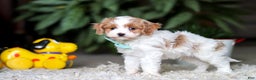 Cavapoo dogs for sale: Randy - Ad 6