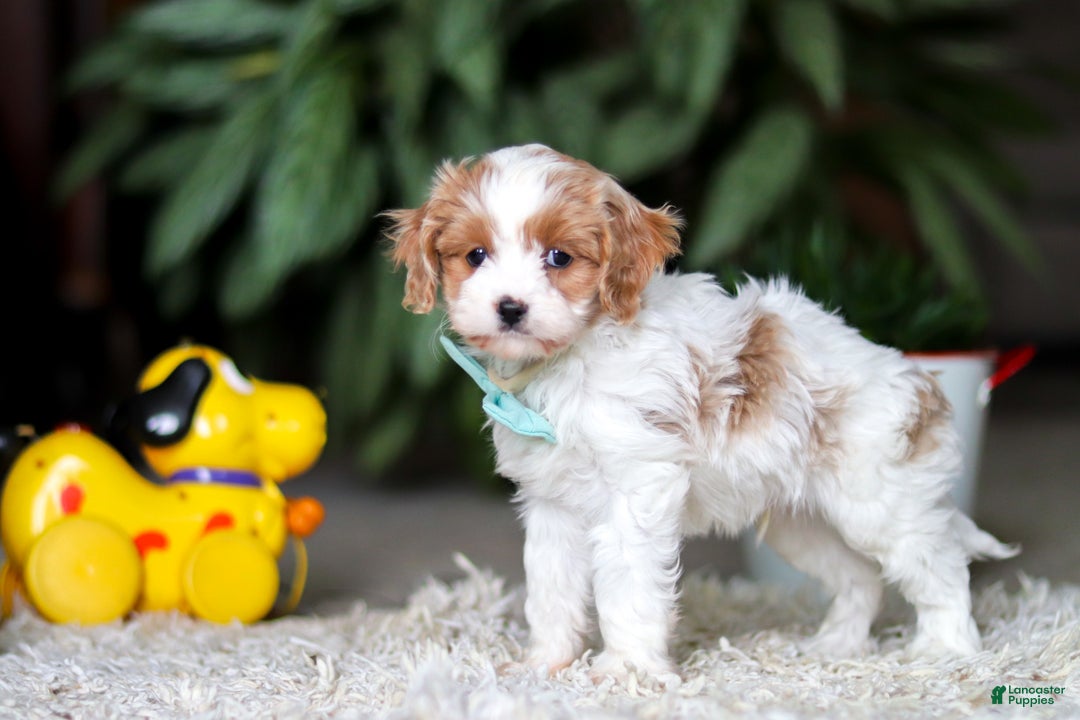 Cavapoo dogs for sale: Randy - Ad 6
