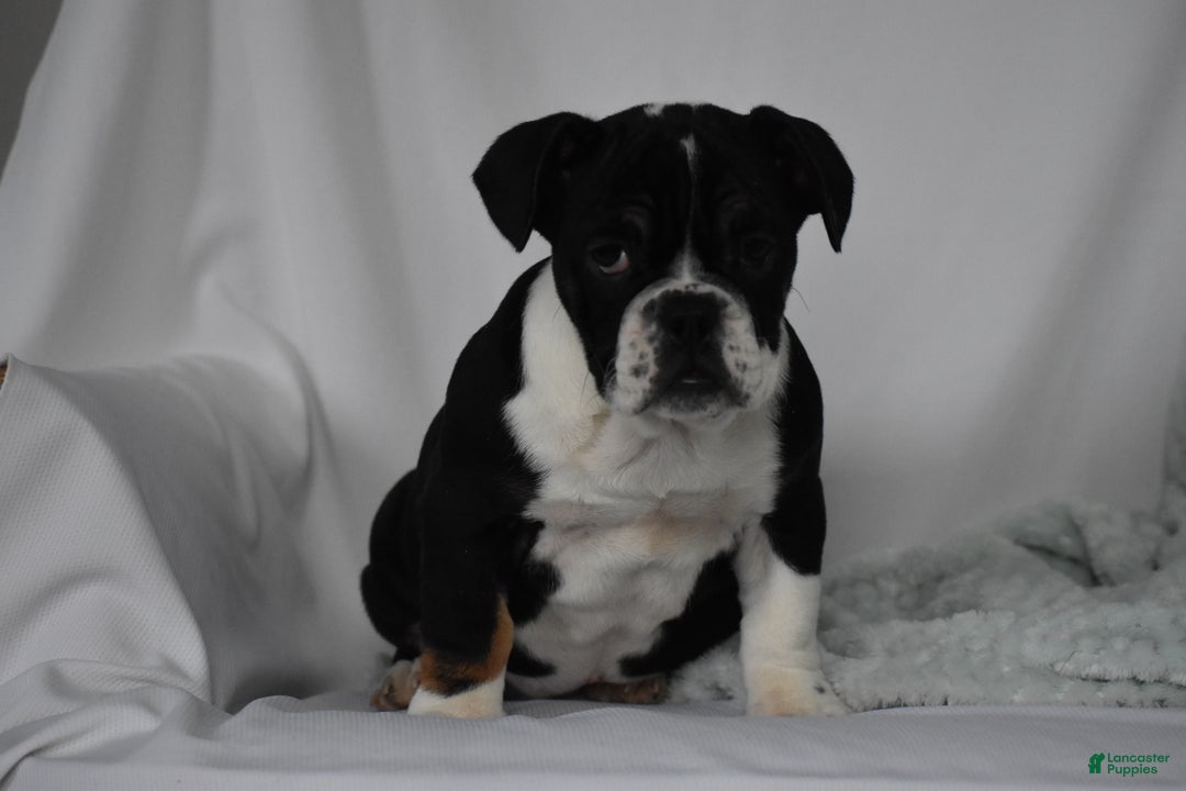 Mixed Breed dogs for sale: Hope - Ad 8