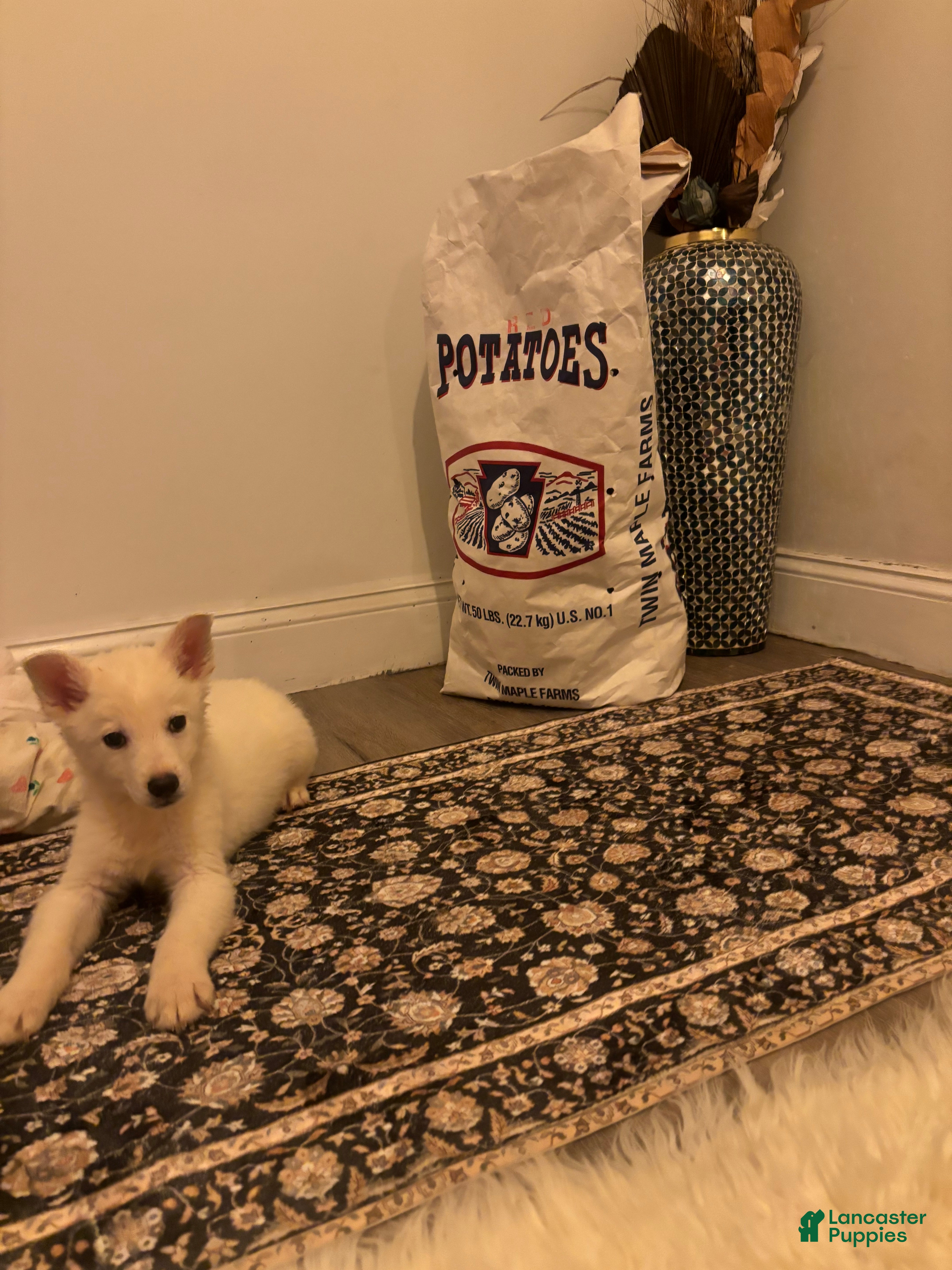 German Shepherd dogs German Shepherd Puppy 3 - Ad 1