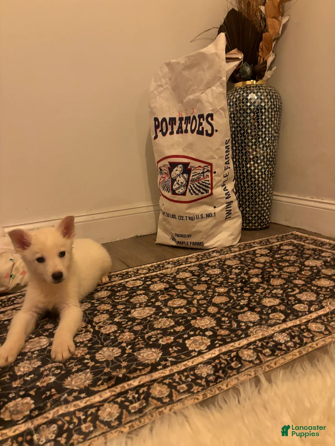 German Shepherd dogs for sale: German Shepherd Puppy 3 - Ad 1