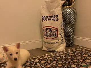 German Shepherd dogs for sale: German Shepherd Puppy 3 - Ad 3