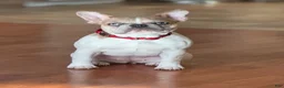 French Bulldog dogs for sale: French Bulldog Puppy 1 - Ad 4