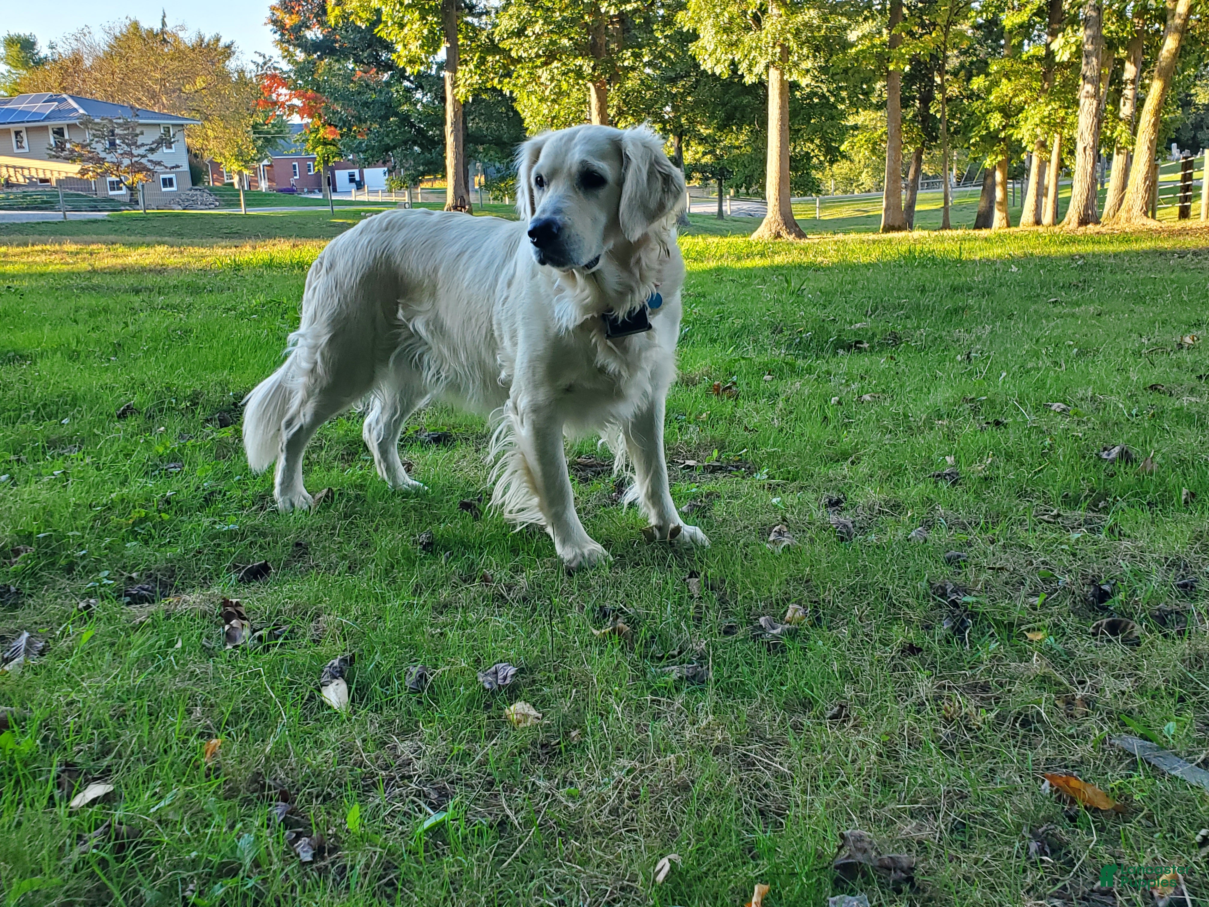 Golden Retriever dogs Molly - Ad 2