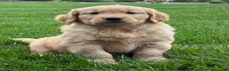 Golden Retriever dogs for sale: Maven - Ad 7