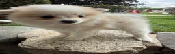 Pomeranian dogs for sale: Rachelle - Ad 13