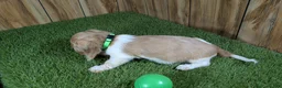 Miniature Dachshund dogs for sale: Sweetie Boy 5 - Ad 5