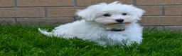 Maltese dogs for sale:  Jaden - Ad 5