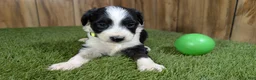 Mini Aussiedoodle dogs for sale: Sunset Girl 2 - Ad 16