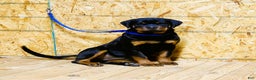 Rottweiler dogs for sale: Bonnie - Ad 5