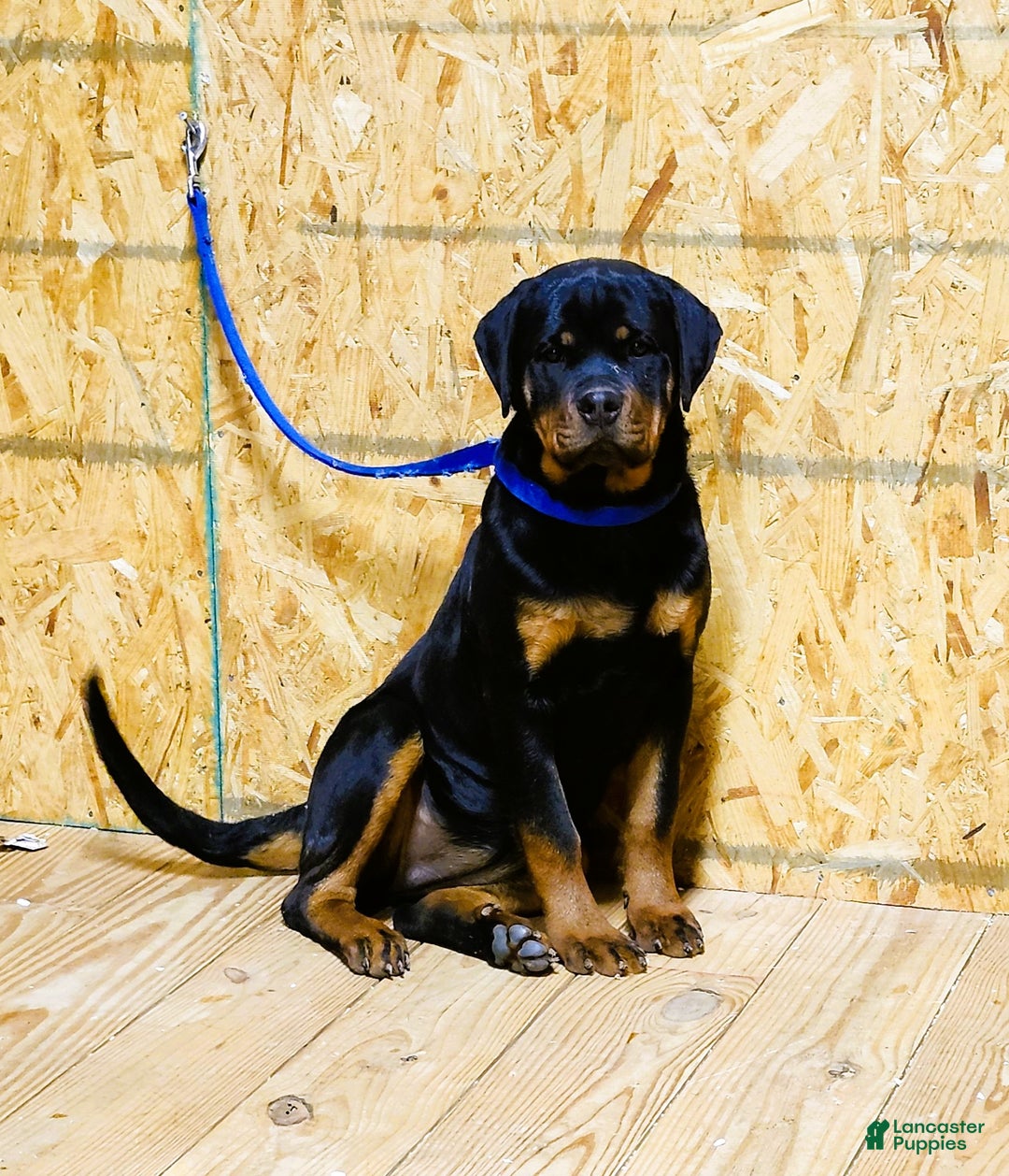 Rottweiler dogs for sale: Bonnie - Ad 5