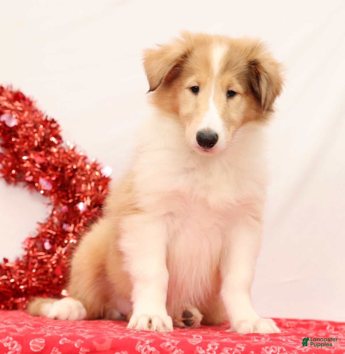 Collie dogs Nori - Ad 2