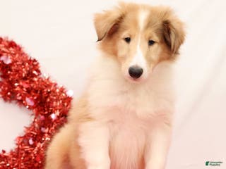 Collie dogs Nori - Ad 2