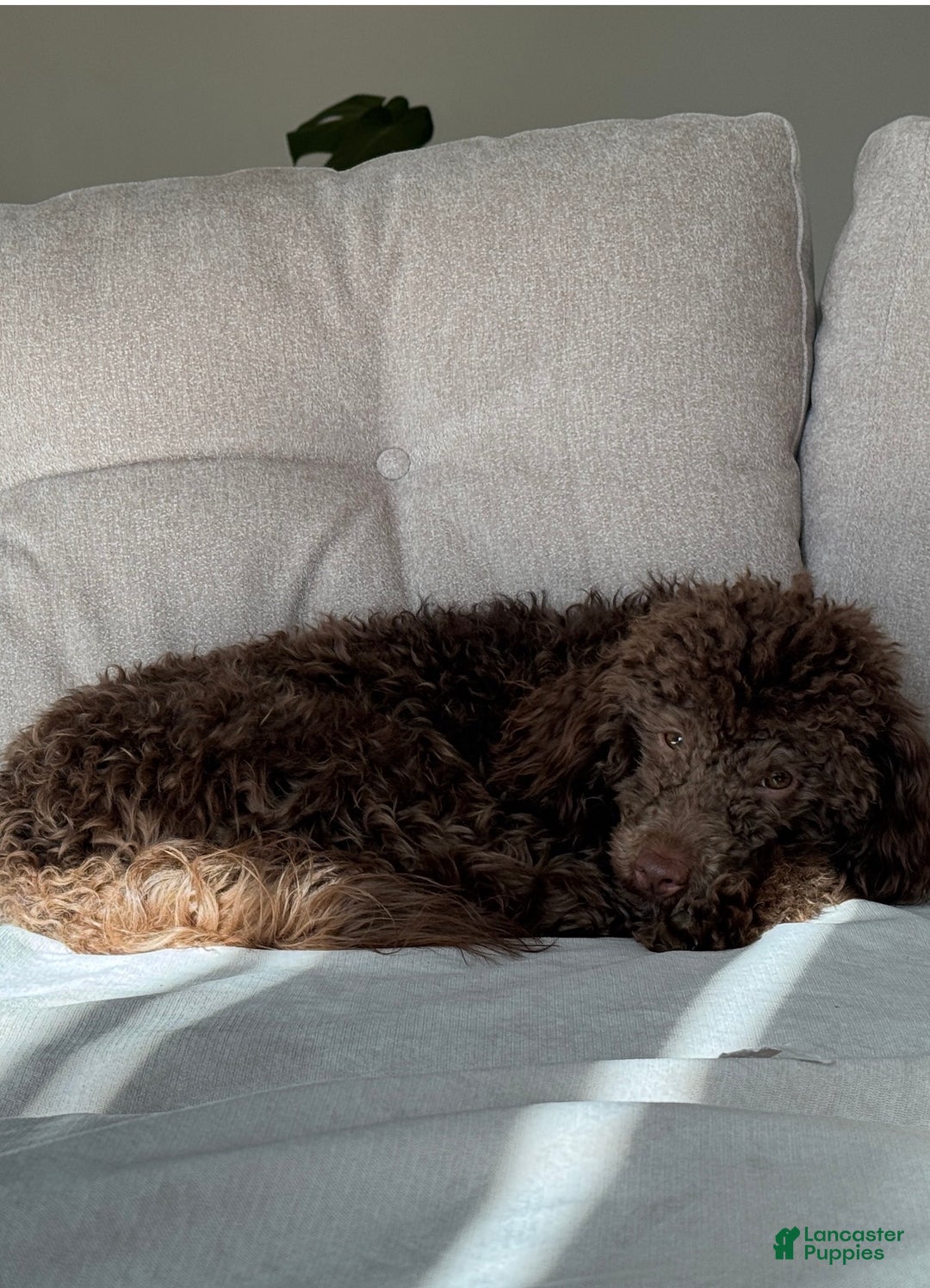 Miniature Poodle dogs for sale: Bodie - Ad 5