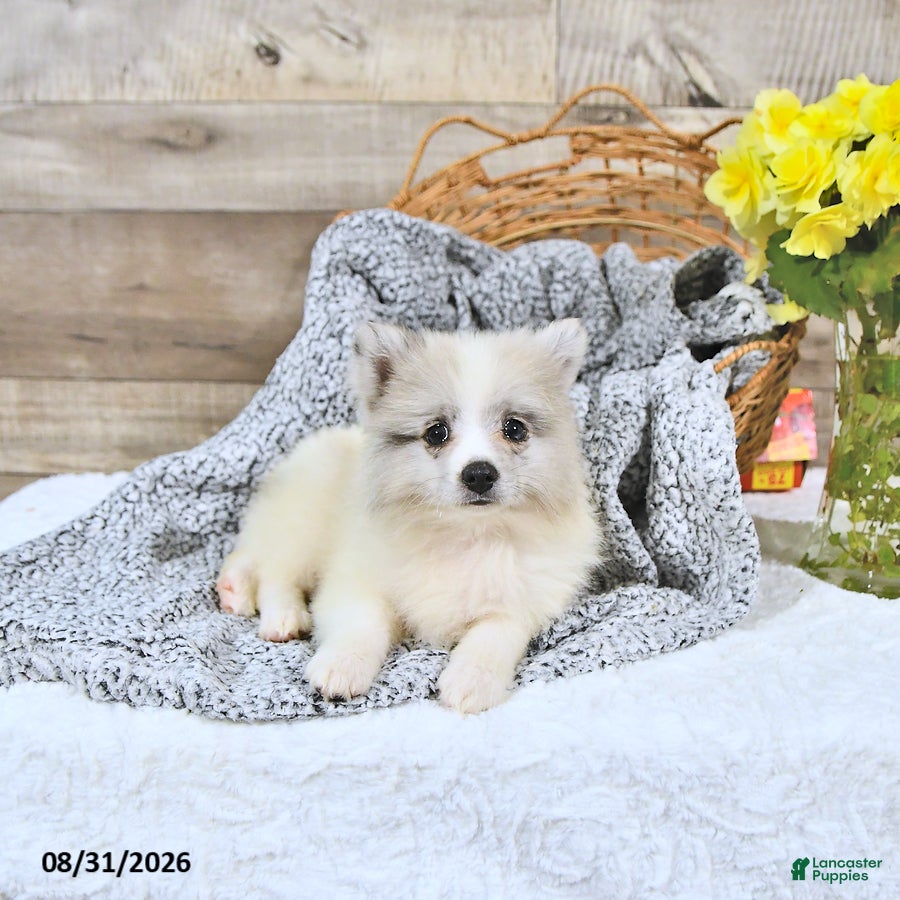 Pomeranian dogs Liam - Ad 2