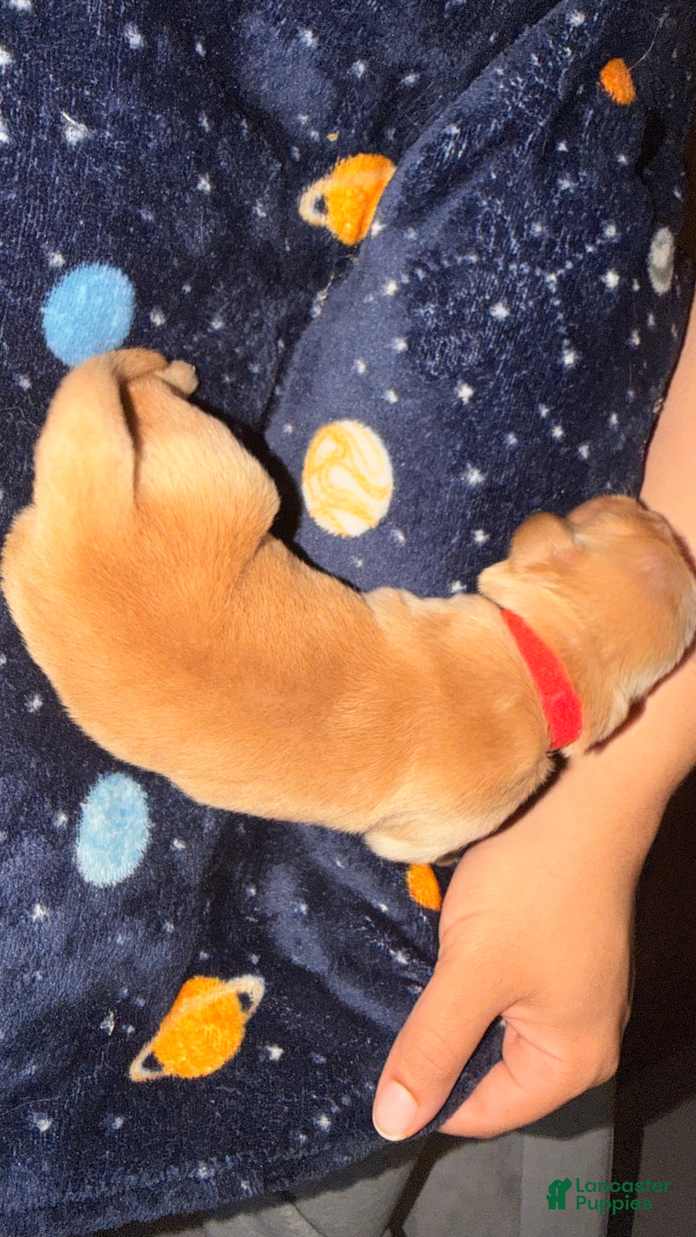 Golden Retriever dogs Brick Red - Ad 2