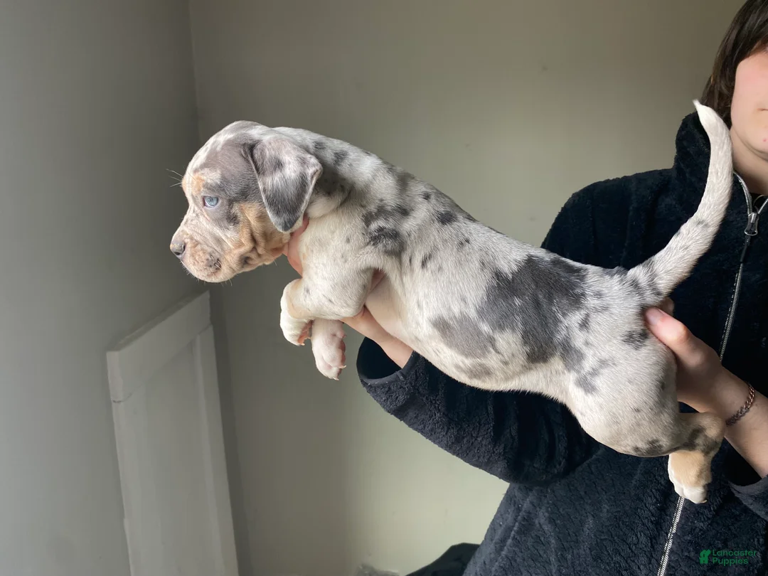 American Bully dogs for sale: American Bully Puppy 3 - Ad 3