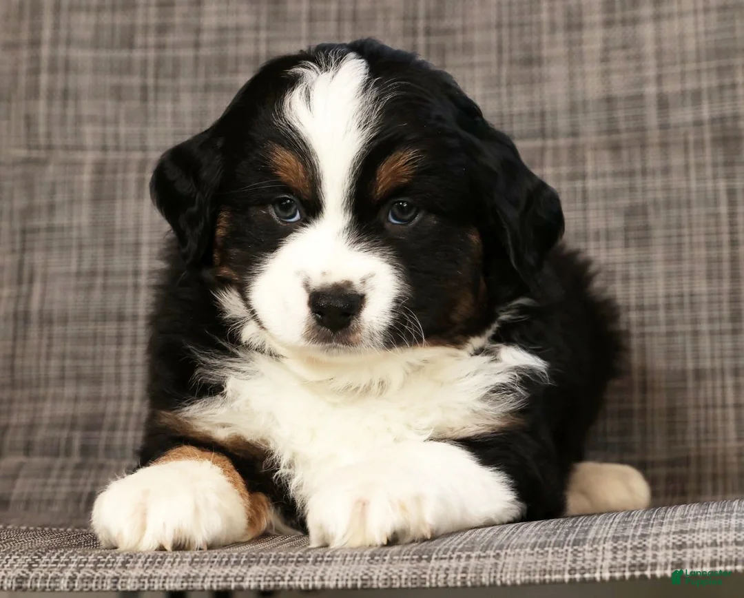 Miniature Australian Shepherd dogs for sale: Jordan - Ad 6