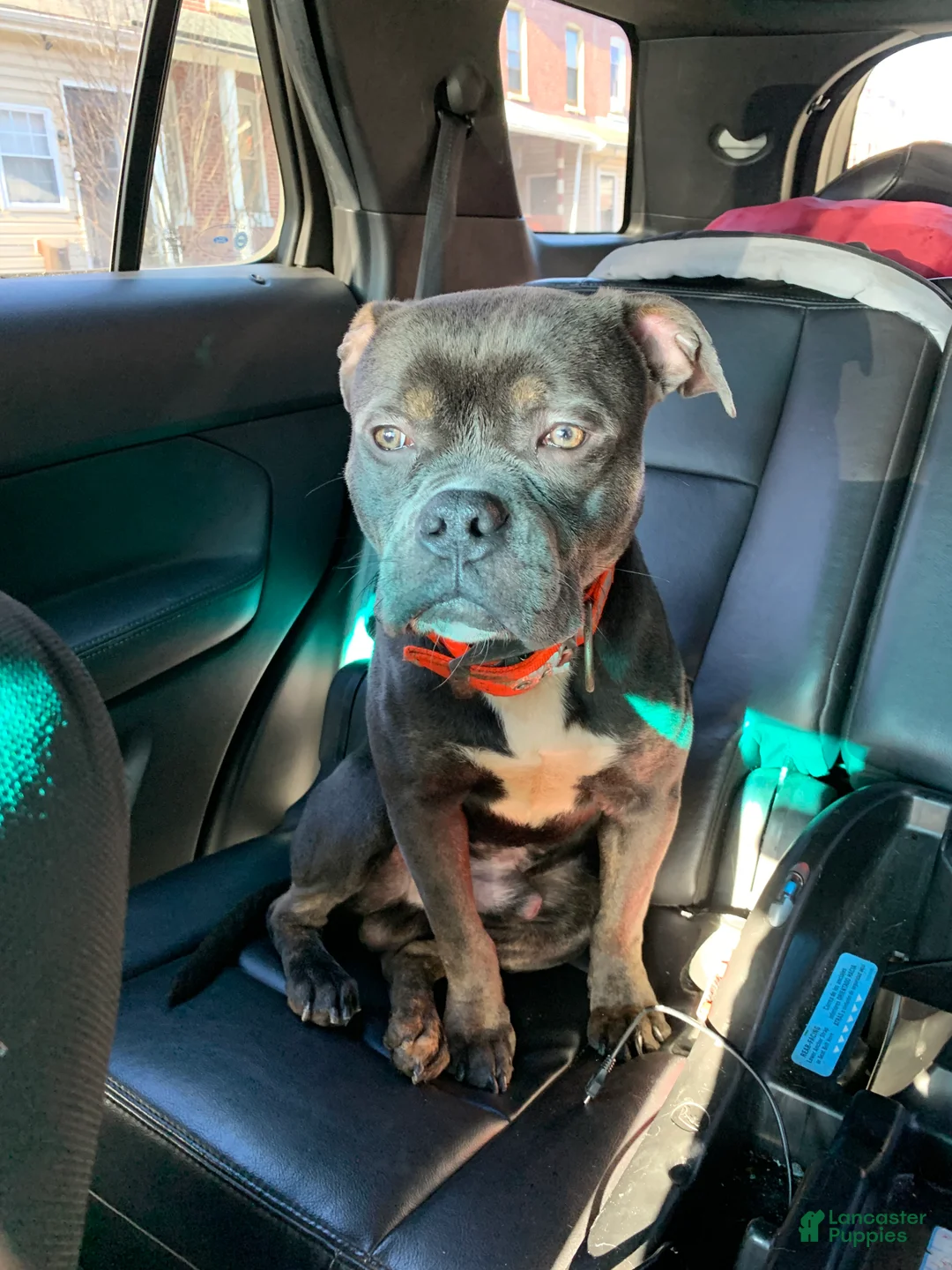 American Bully dogs for sale: American Bully Puppy 1 - Ad 2