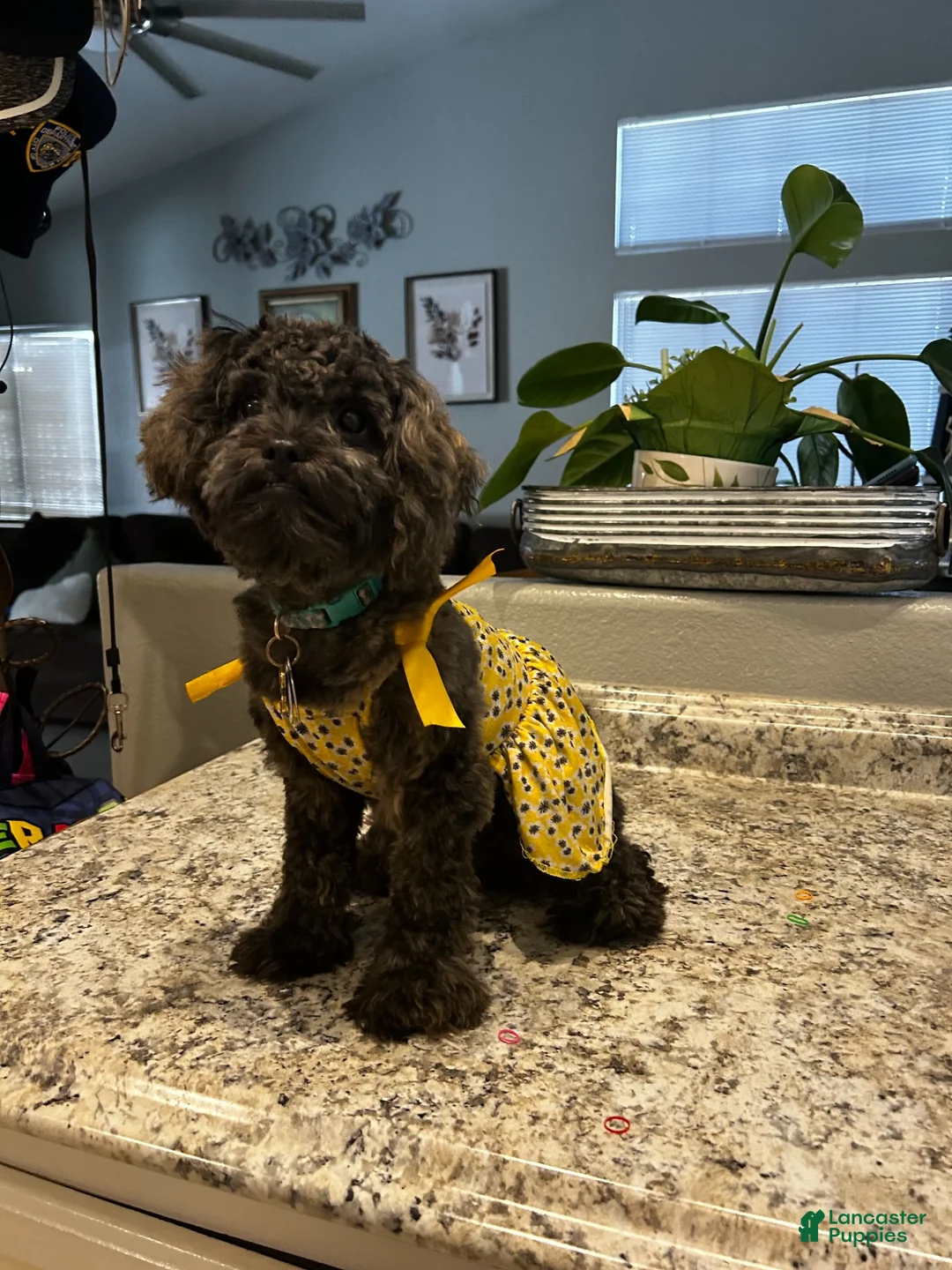 Shihpoo dogs for sale: Shihpoo 1 - "Puma" - Ad 9