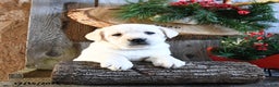 Labrador Retriever dogs for sale: Scotty - Ad 4