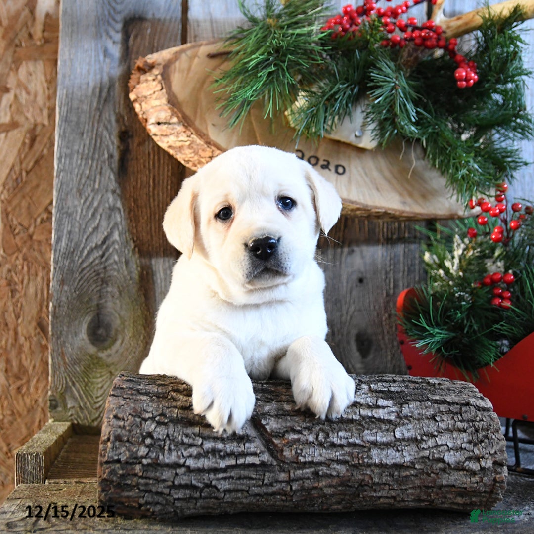 Labrador Retriever dogs for sale: Scotty - Ad 4