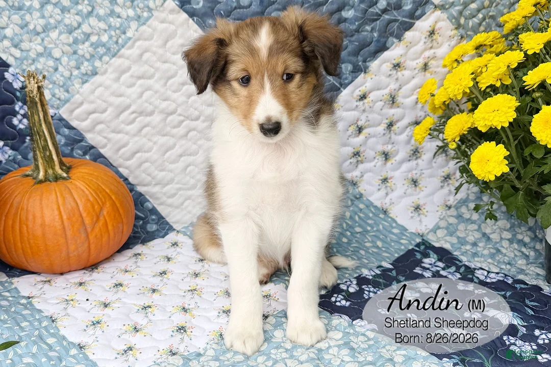 Shetland Sheepdog dogs for sale: Andin - Ad 2