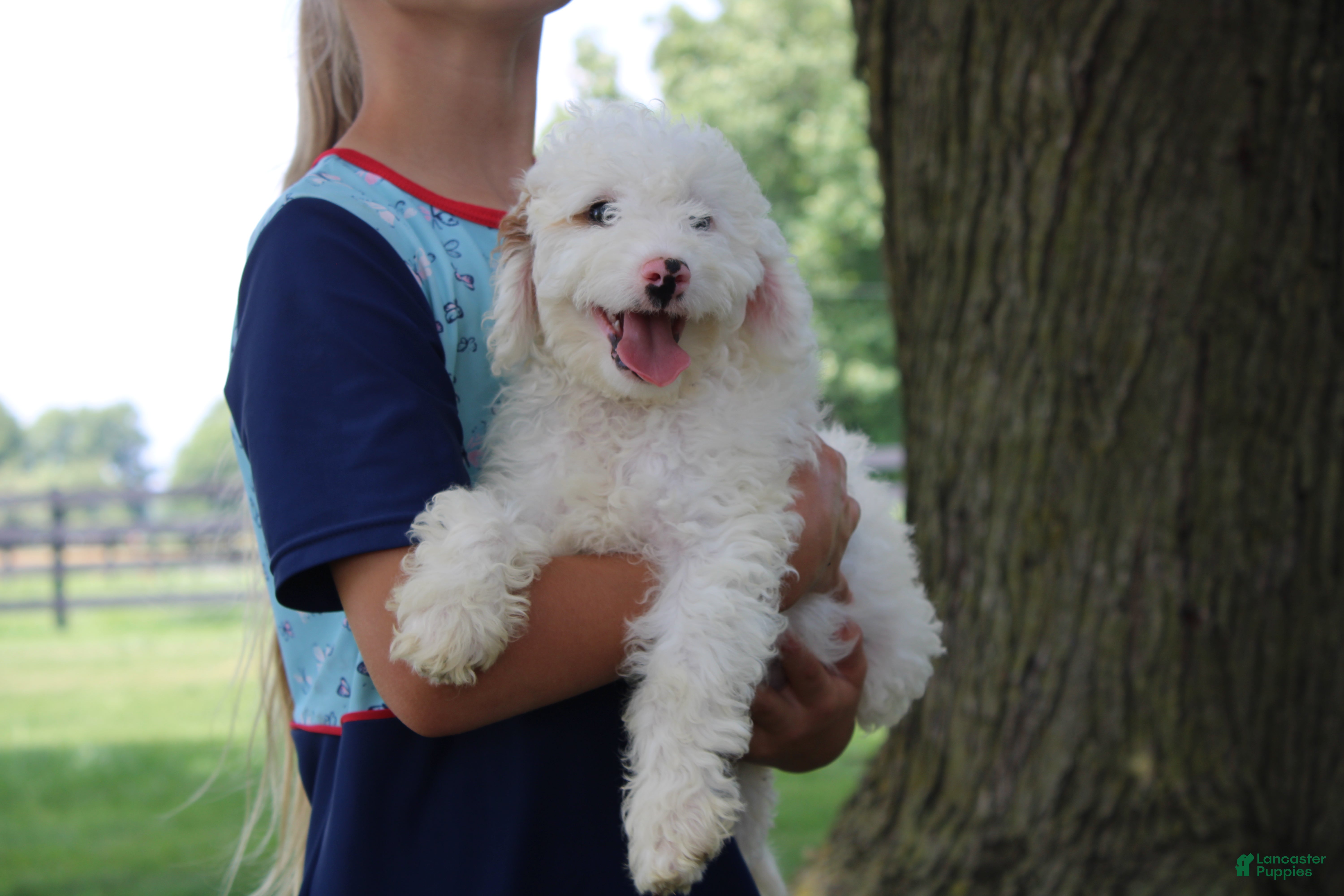Mini Goldendoodle dogs Toby - Ad 36