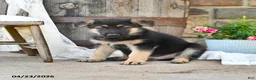 German Shepherd dogs for sale: Sterling - Ad 3