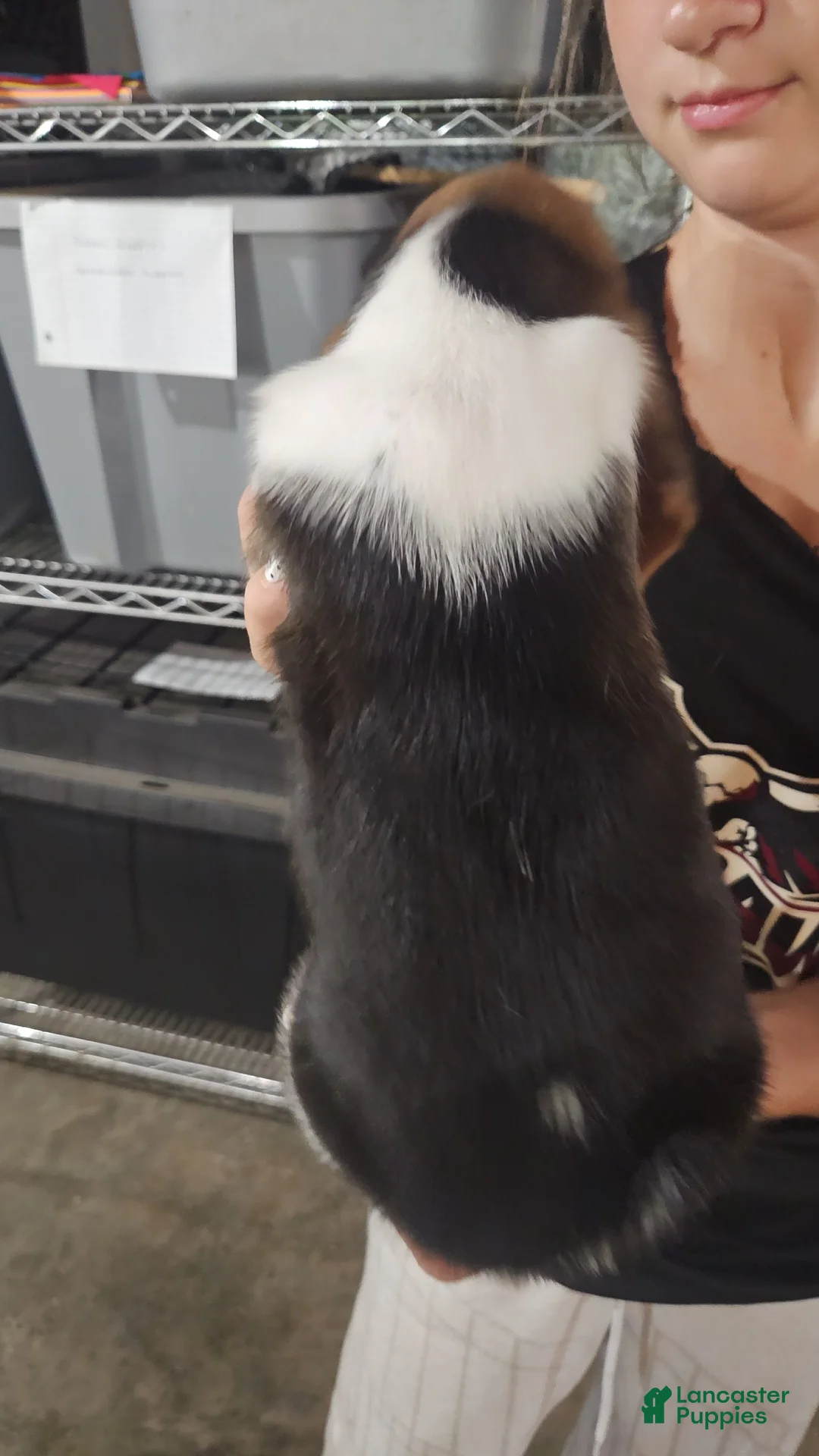 Basset Hound dogs for sale: Vegas - Ad 2