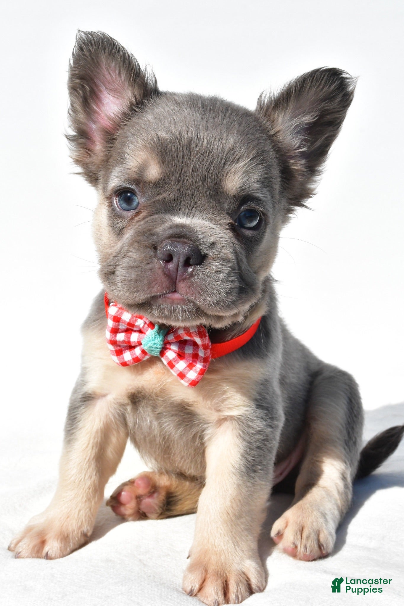 French Bulldog dogs Nickel - Ad 1